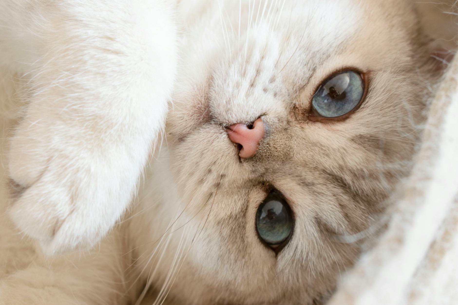 Why Do Cats Purr? The Strange Science of the Only Sound That Might Heal