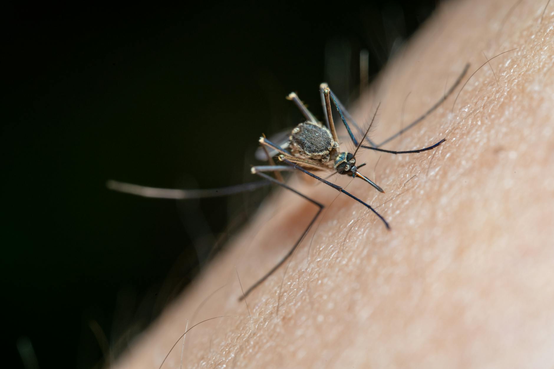 Why Mosquitoes Always Choose You (Every Attraction Factor, Ranked by Science)